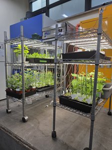 Lab Photo 4